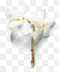 Sweet Jasmine Parfum Du0027interieur - Artificial Flower Png,Jasmine Png