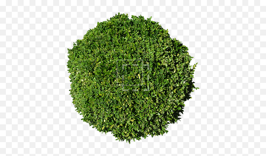 Shrub Archives - Moss Png,Shrubbery Png