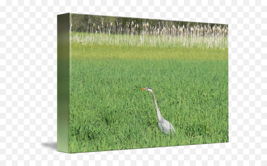 Blue Heron In The Tall Grass By - Grass Png,Tall Grass Png