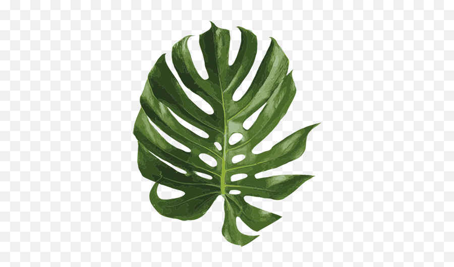 Swiss Cheese Plant Wall Sticker - Swiss Cheese Plant Png,Monstera Leaf Png