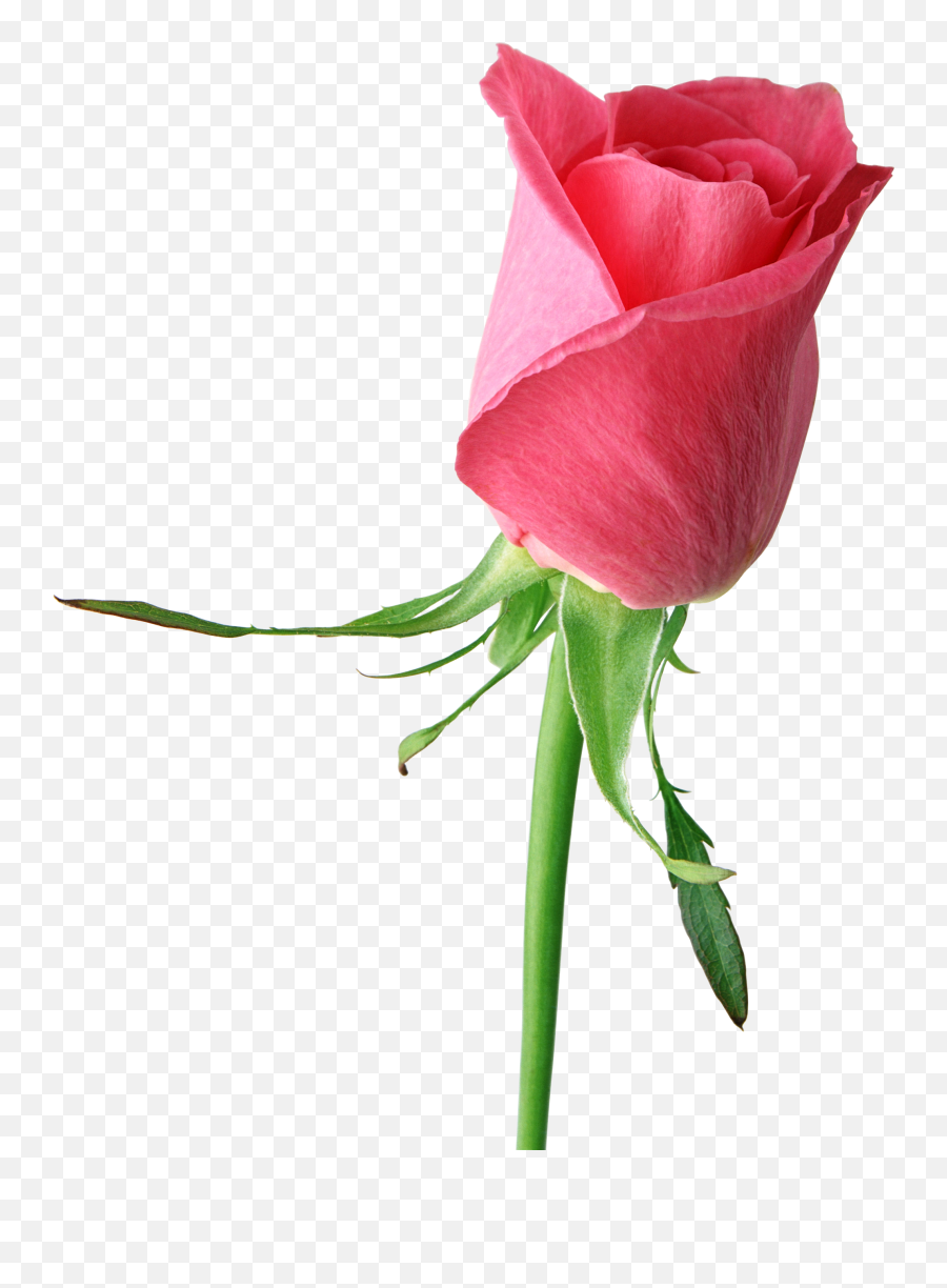 Pink Rose Large Png Clipart - Single Rose Flower Png,Pink Roses Png - free  transparent png images 