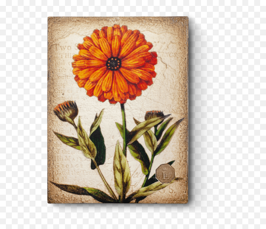 Download Hd Marigold Necklace - Vintage Marigold Png,Marigold Png