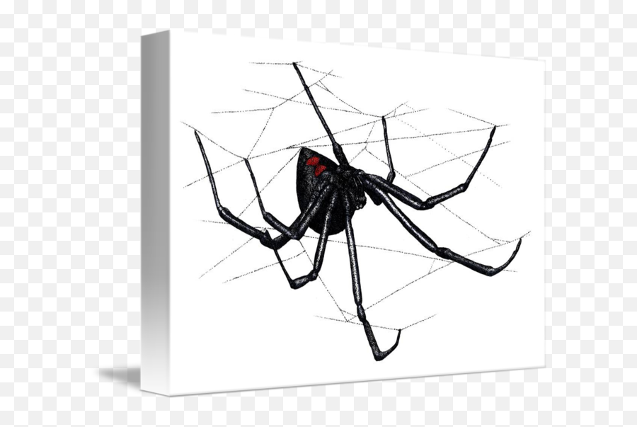 Black Widow Spider By Roger Hall - Southern Black Widow Png,Black Widow Spider Png