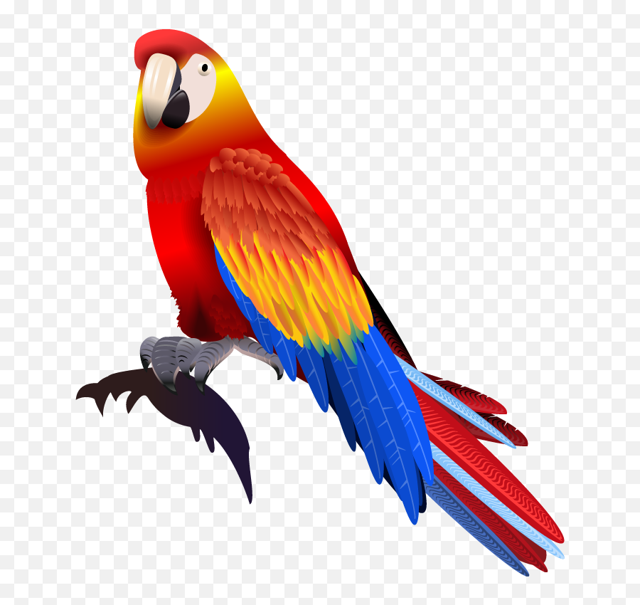 Download Hd Vector Parrot Colored - Parrot Transparent Png Animales Vertebrados El Loro,Parrot Transparent