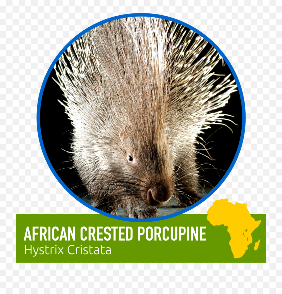 Learn About Our Animal Friends U2014 Zoomagination - New World Porcupine Png,Porcupine Png