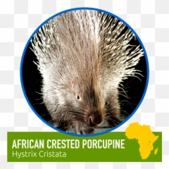 Learn About Our Animal Friends U2014 Zoomagination - New World Porcupine Png,Porcupine Png