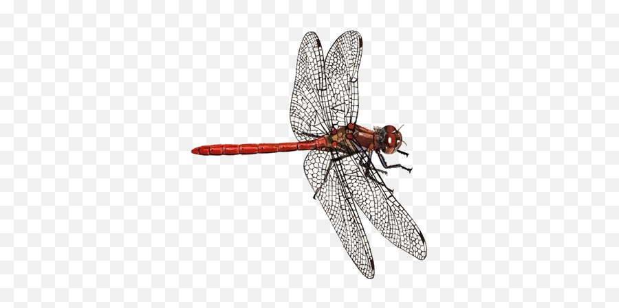 Dragonfly Png Download Image Arts - Darter Dragonfly,Dragon Fly Png