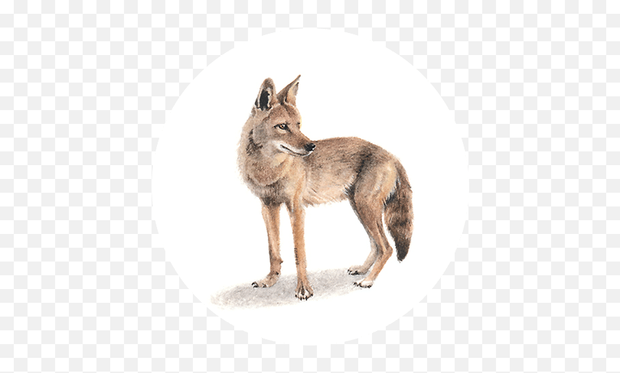 Coyote - Czechoslovakian Wolfdog Png,Coyote Png