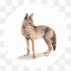 Coyote - Czechoslovakian Wolfdog Png,Coyote Png