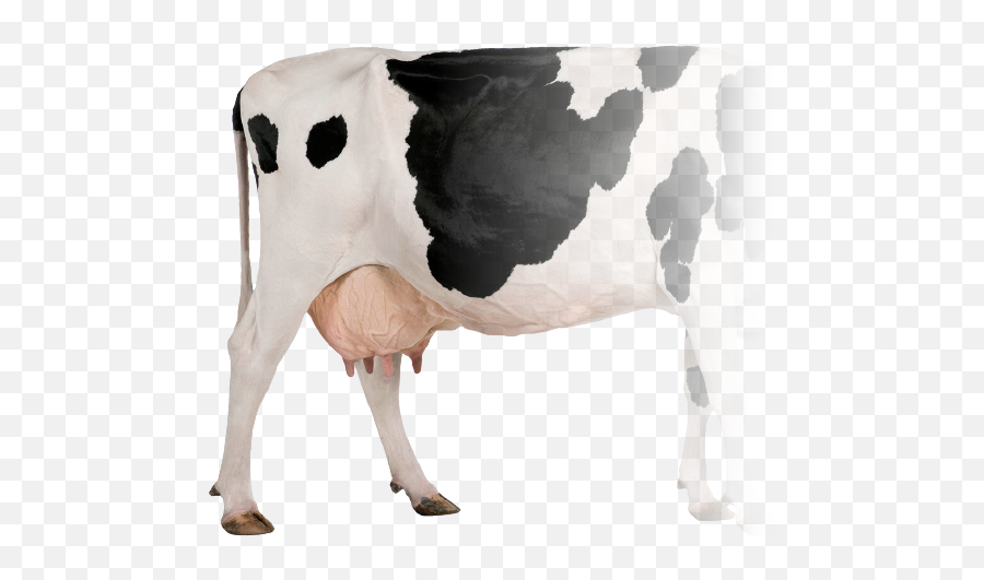 Delaval Amr - Hf Cow White Background Hd Png,Cows Png