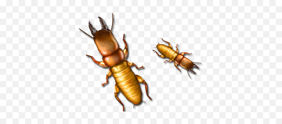 Bug Depot Termite Pest Control - Fortress Termite Company Png,Termite Png