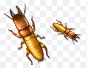 Bug Depot Termite Pest Control - Fortress Termite Company Png,Termite Png