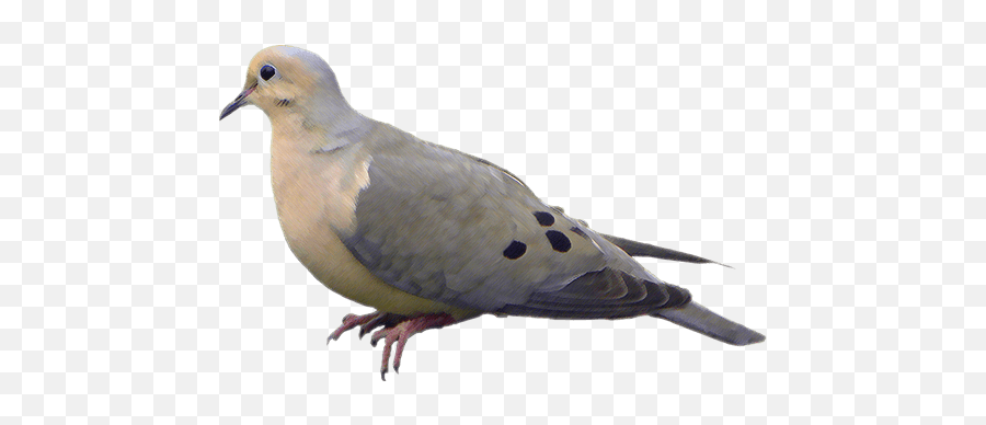 Download Dove - Full Size Png Image Pngkit Transparent Mourning Dove,Doves Png