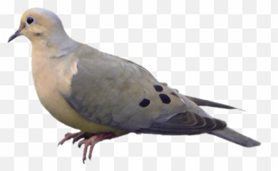 Download Dove - Full Size Png Image Pngkit Transparent Mourning Dove,Doves Png