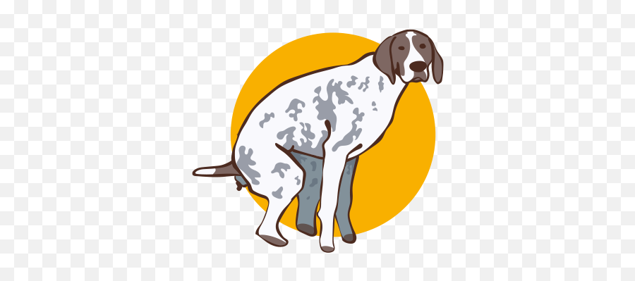 Colitis In Dogs - Causes Symptoms U0026 Treatment Pure Pet Food Old Danish Pointer Png,Dogs Transparent