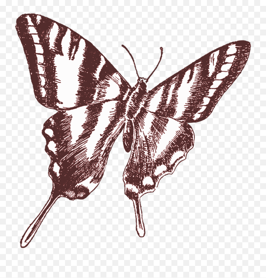 Butterflyvintagedrawingtransparentbackground - Free Transparent Butterfly Line Art Png,Moth Transparent Background