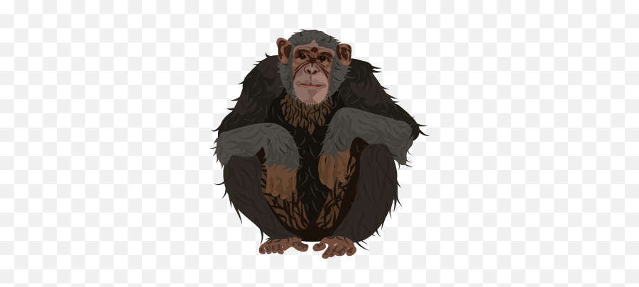 201502 Chimpanzee - Ugly Png,Chimpanzee Png