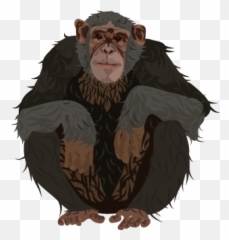 201502 Chimpanzee - Ugly Png,Chimpanzee Png