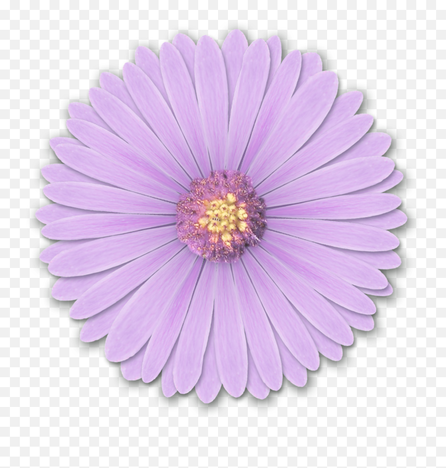 Res Light Purple Flowers Png - Light Purple Flower Png,Purple Flowers Png