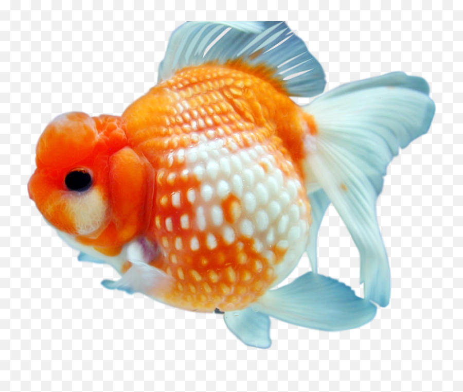 Download Free Png Hq Image - Png Gold Fish,Goldfish Transparent