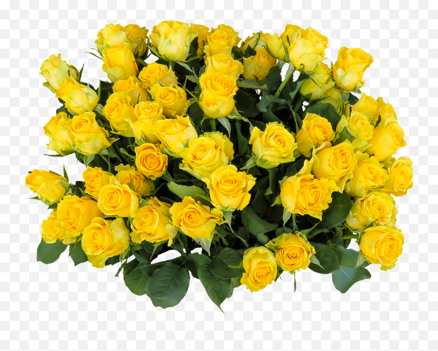 Bunch Of Yellow Roses Transparent Png - Yellow Rose Flower Png,Yellow Roses Png
