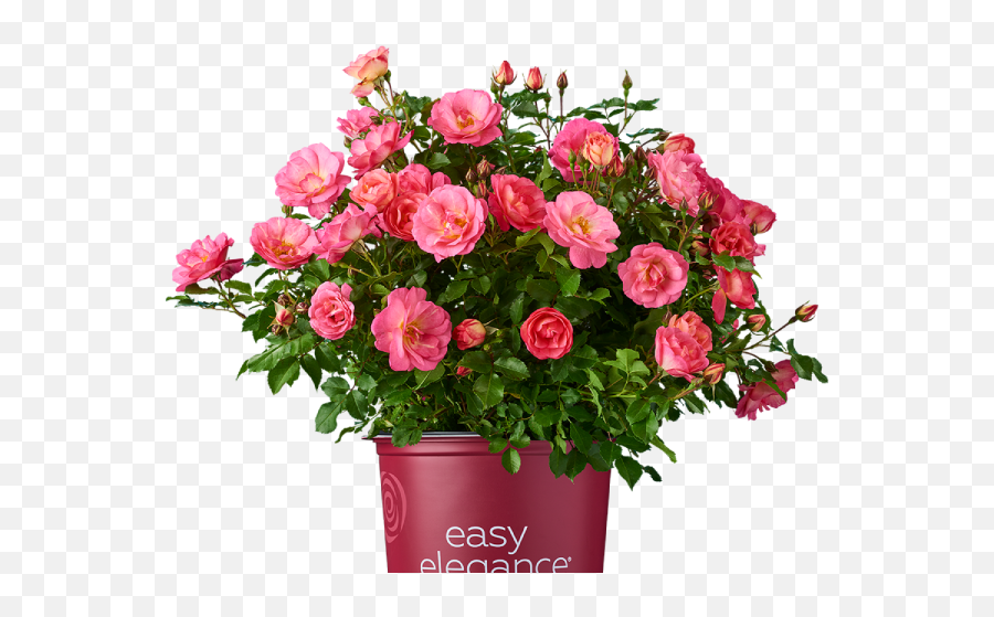 Welcome To Bailey Nurseries Growing Whatu0027s Next - Pink Flowers In Bouquets Png,Plant Png