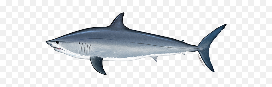 Atlantic Shortfin Mako Shark Noaa Fisheries - Shortfin Mako Shark Png,Shark Icon Png