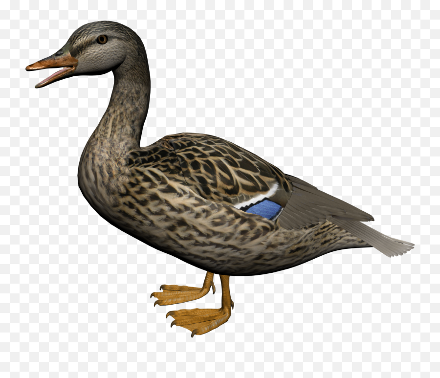 Duck Png Image Free Download - Female Mallard Duck Png,Duck Png