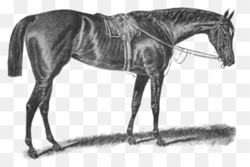 Apology - Horse png