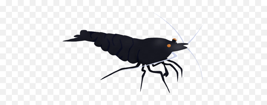 Black Tiger Shrimp Science - Parasitism Png,Catfish Icon