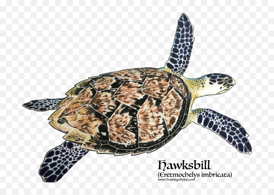 Artwork By Joe - Sea Turtles Png,Cute Turtle Png