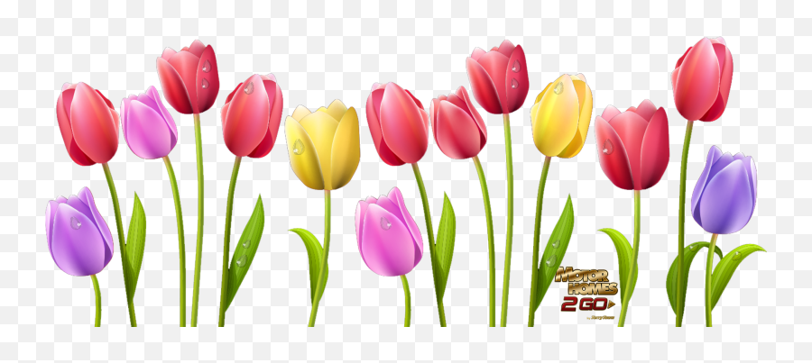 Flower Clipart Tulip - Tulip Flowers Clipart Png,Tulip Transparent