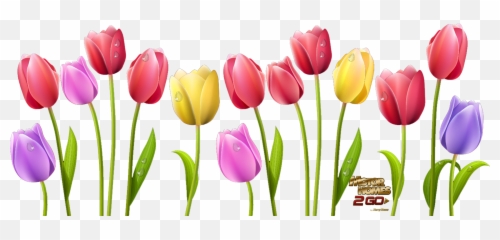 Flower Clipart Tulip - Tulip Flowers Clipart Png,Tulip Transparent