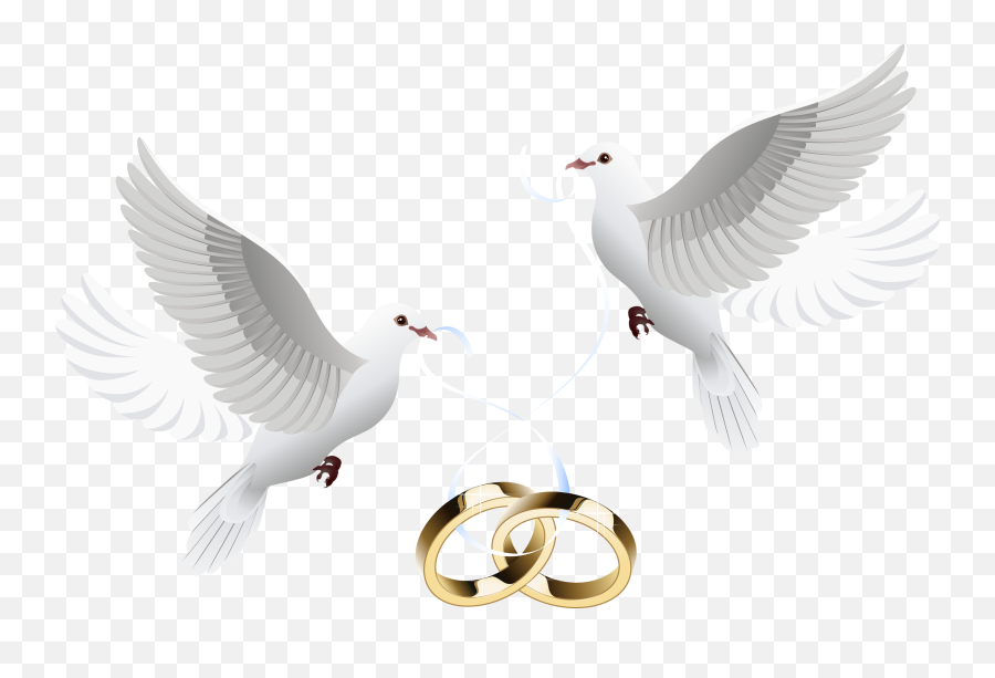 Wedding Dove Png Transparent Background - Transparent Wedding Dove Png,Dove Transparent
