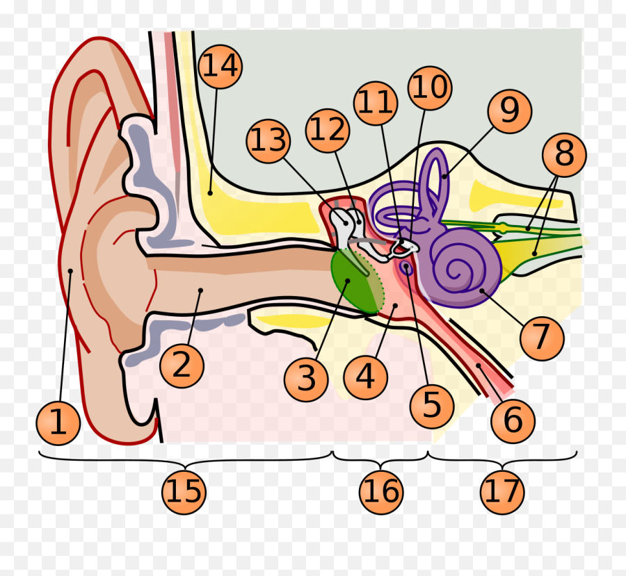 Fileanatomy Of The Human Ear - Numbersvg Wikimedia Commons Elastic Cartilage In Ear Png,Number Png