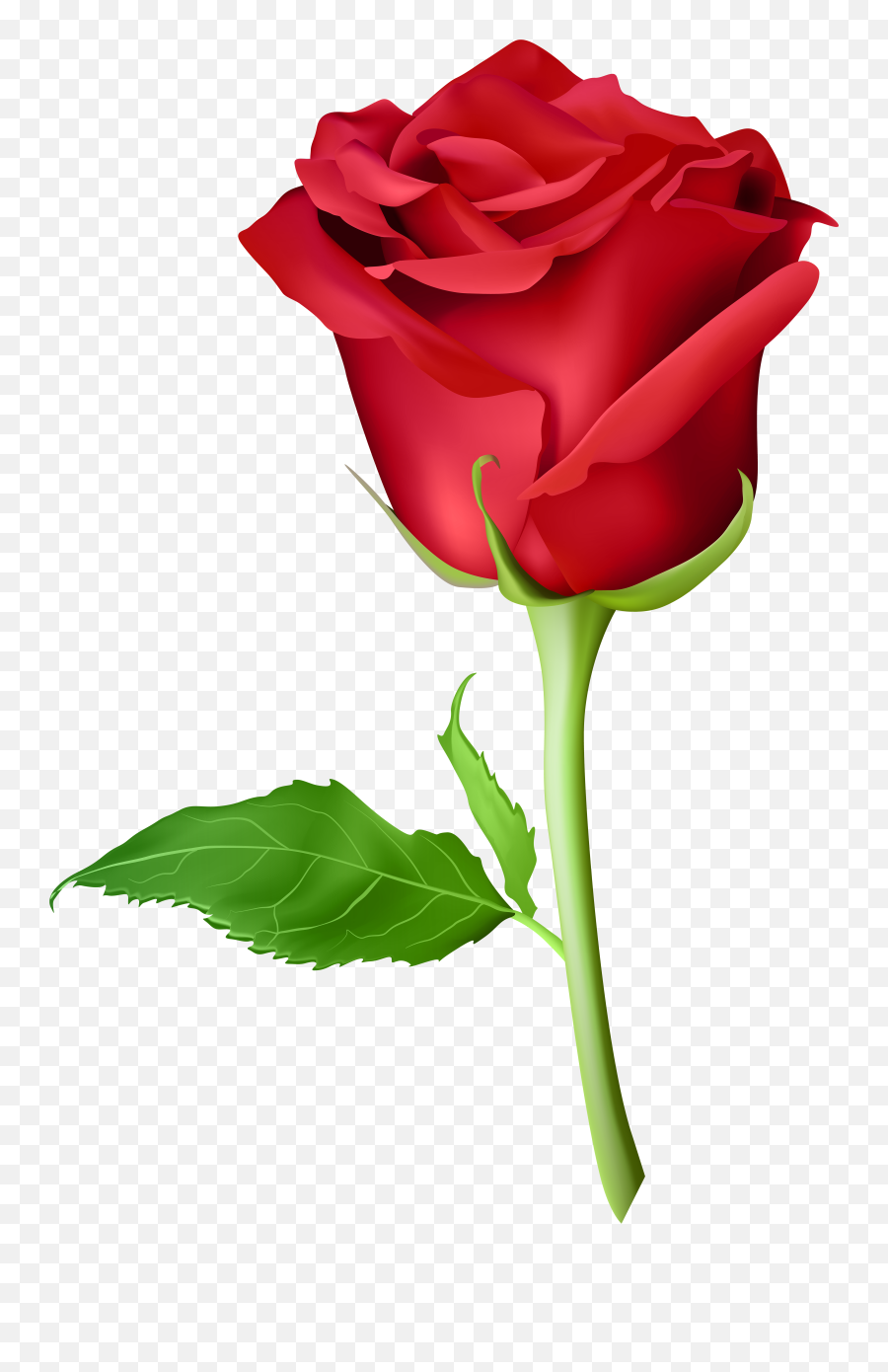 Rose Png Flower Images Free Download - Blue Roses Images Hd,Red Rose Png