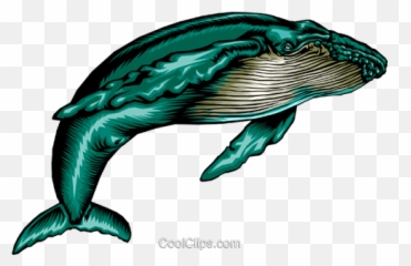 Humpback Whale Royalty Free Vector Clip Art Illustration - Whale Clip Art Png,Humpback Whale Png
