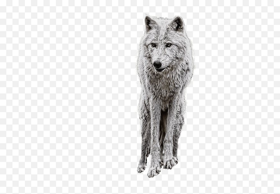 Wolf Png Clipart 20 - Free Download Png Pic For Photo Manipulation,Wolf Png