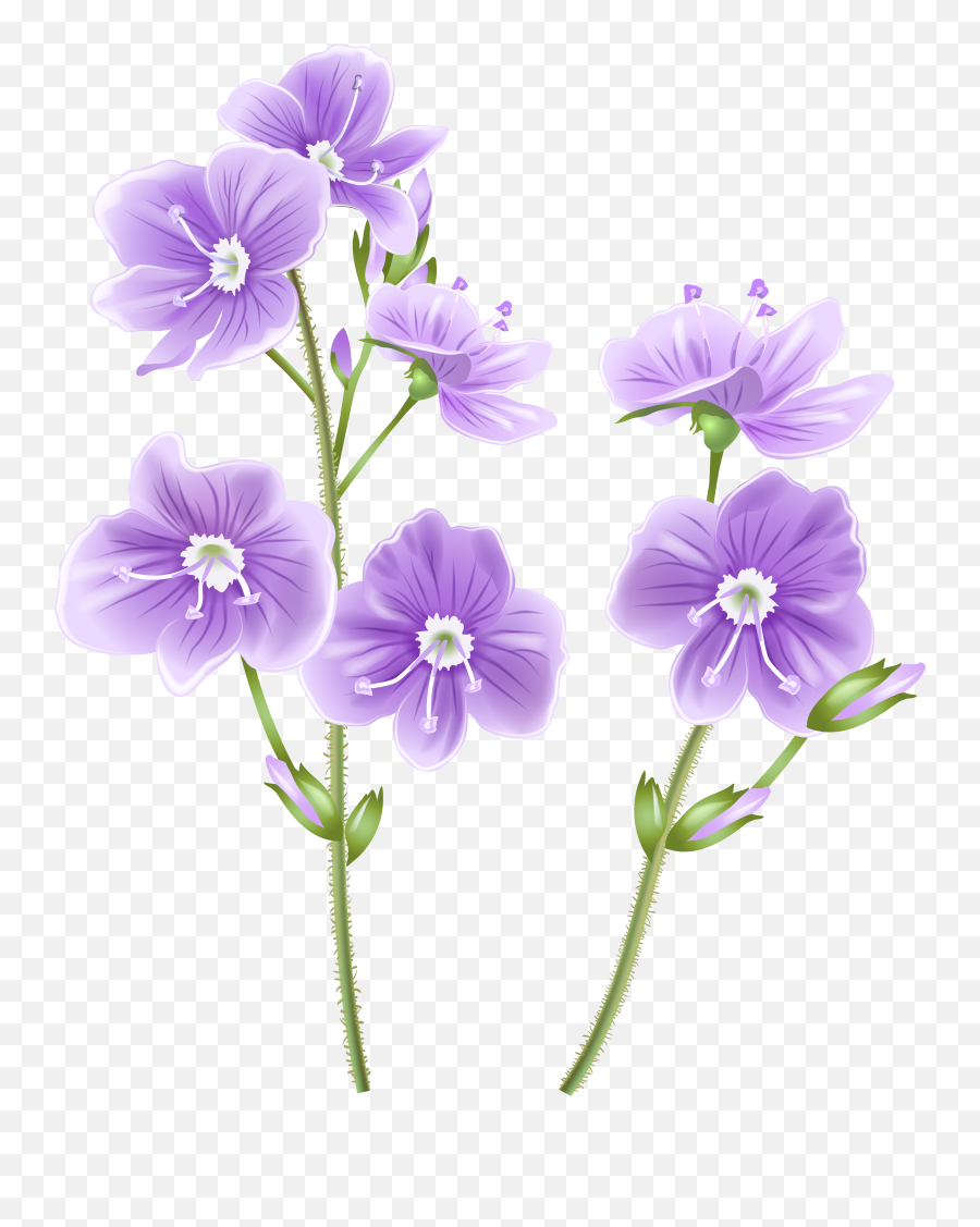 Wild Flowers Png U0026 Free Flowerspng Transparent Images - Transparent Background Wildflower Clipart,Real Flowers Png