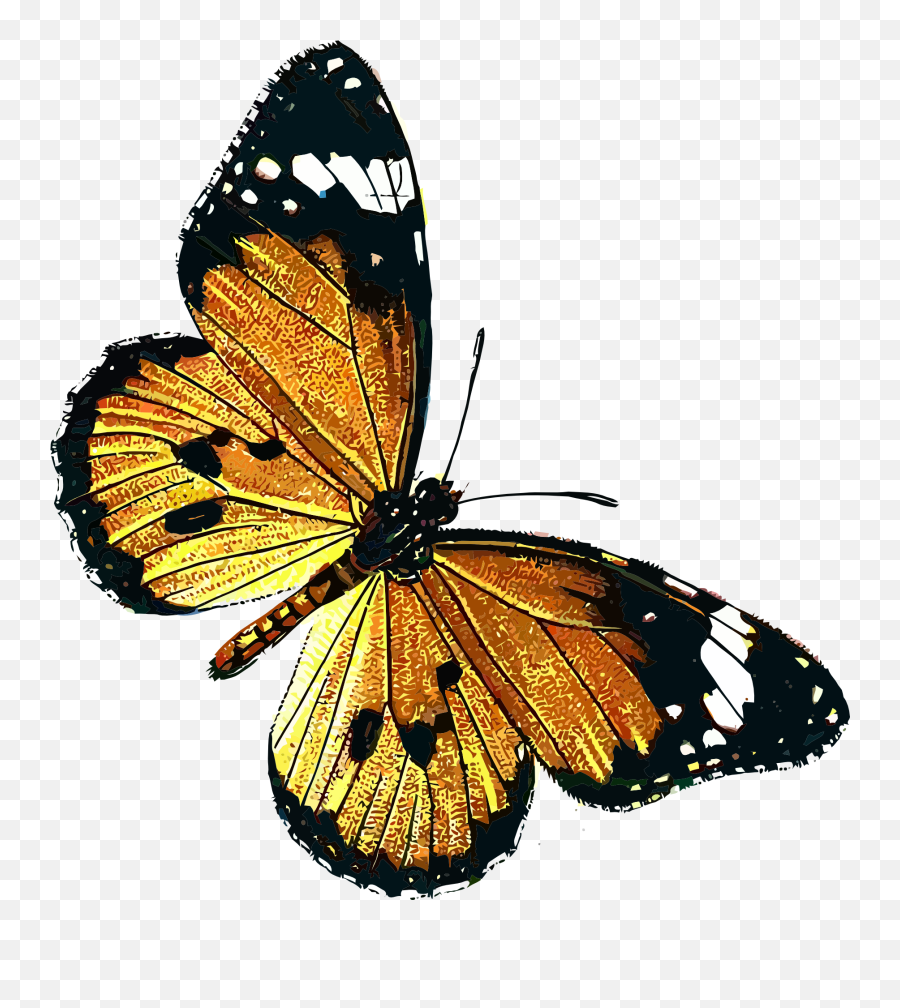 Butterfly With Yellow And Black Wings - Public Domain Free Butterflies Png,Yellow Butterfly Png