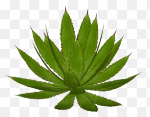 Agave Png Transparent - Maple Leaf,Agave Png