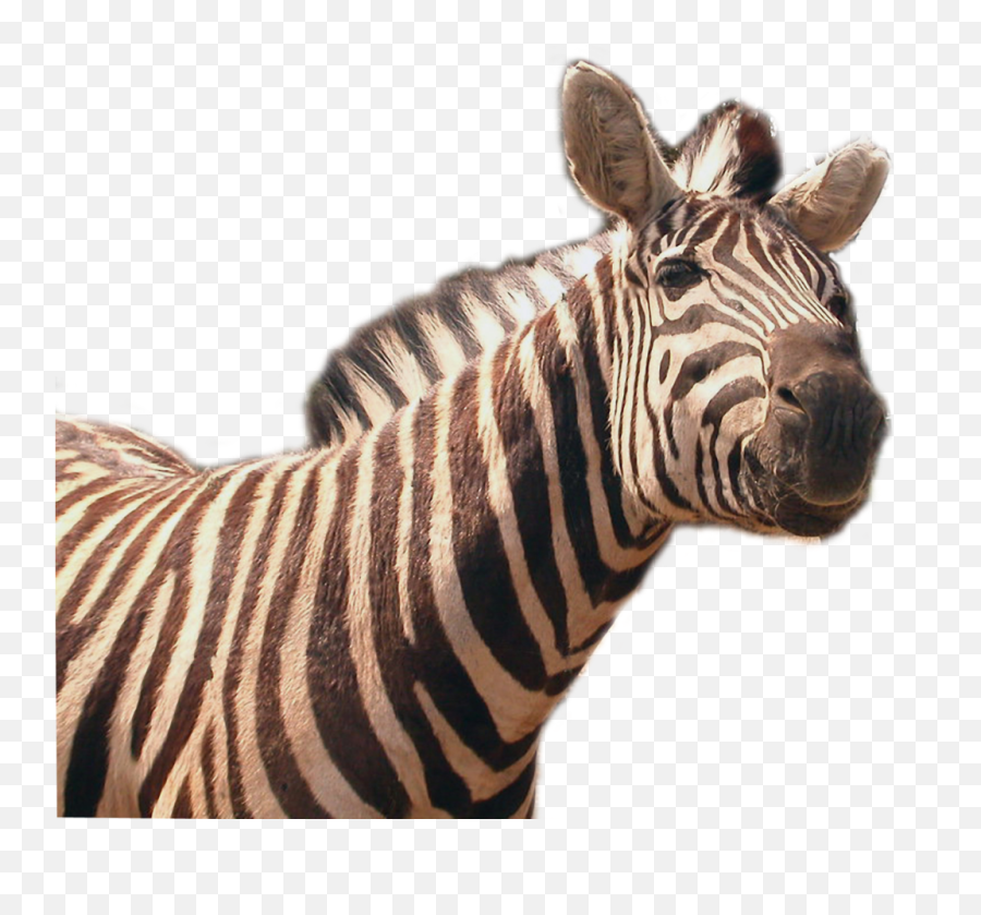 Zebra Png Transparent File - Quagga Png,Zebra Transparent Background