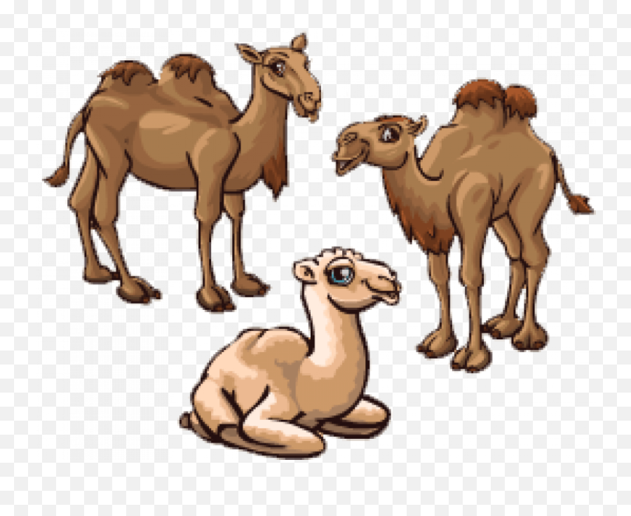 Sitting Camel Png Full Hd Transparent - Arabian Camel,Camel Transparent