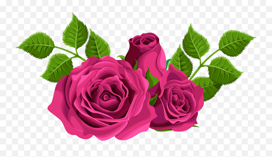 Pink Roses Png Picture