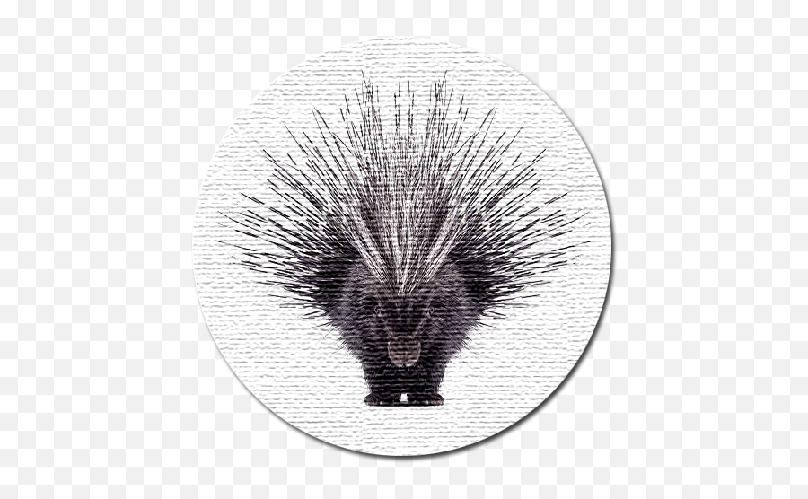 Download Porcupine Web Design - Beautiful Porcupine Png African Crested Porcupine,Porcupine Png