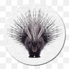 Download Porcupine Web Design - Beautiful Porcupine Png African Crested Porcupine,Porcupine Png