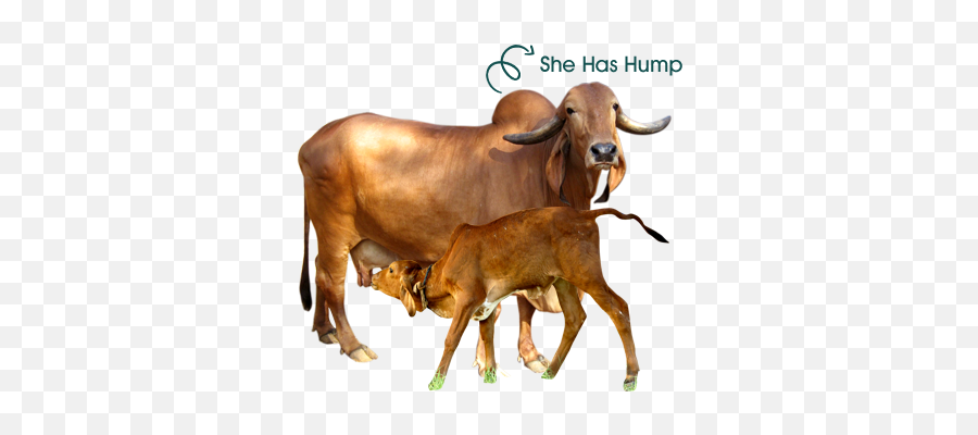 Welcome To Katuri Organics - Gir Cow In Gujarat Png,Cows Png