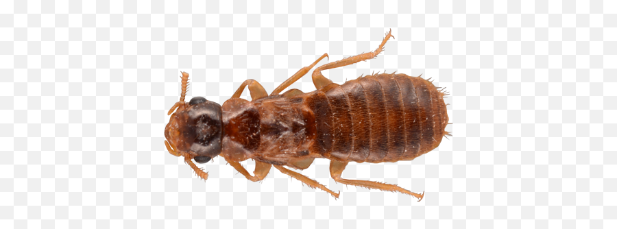 Subterranean Termites Facts - Flea Png,Termite Png