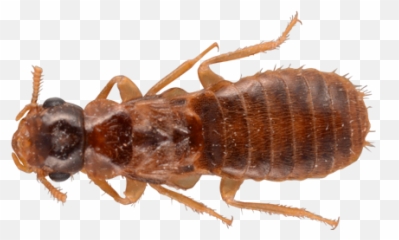 Subterranean Termites Facts - Flea Png,Termite Png