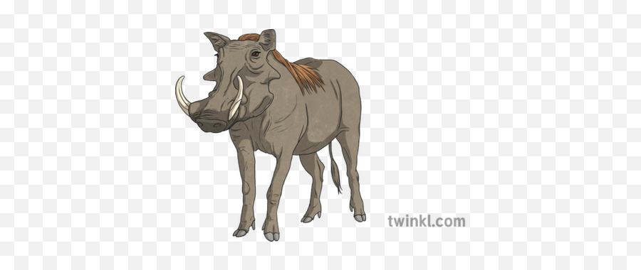 Warthog Animal Pig Boar Africa Swat Ks2 Illustration - Twinkl Animal Figure Png,Warthog Png